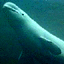   delfin